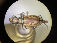 Cicindela lengi versuta