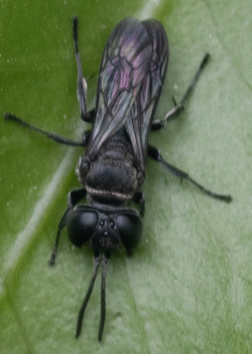 Pisonopsis, 2025-12-13