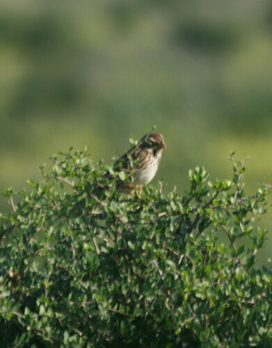Corn Bunting