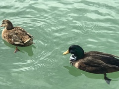 Anas platyrhynchos domesticus