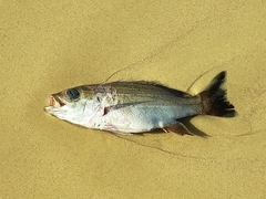 Parapristipoma octolineatum