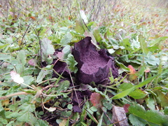 Calvatia fragilis