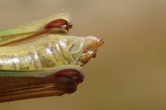 Pseudochorthippus montanus