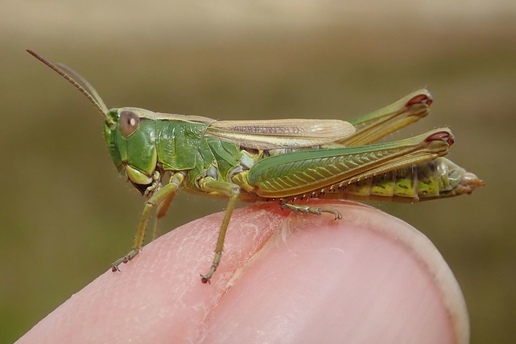 Water-meadow grasshhopper