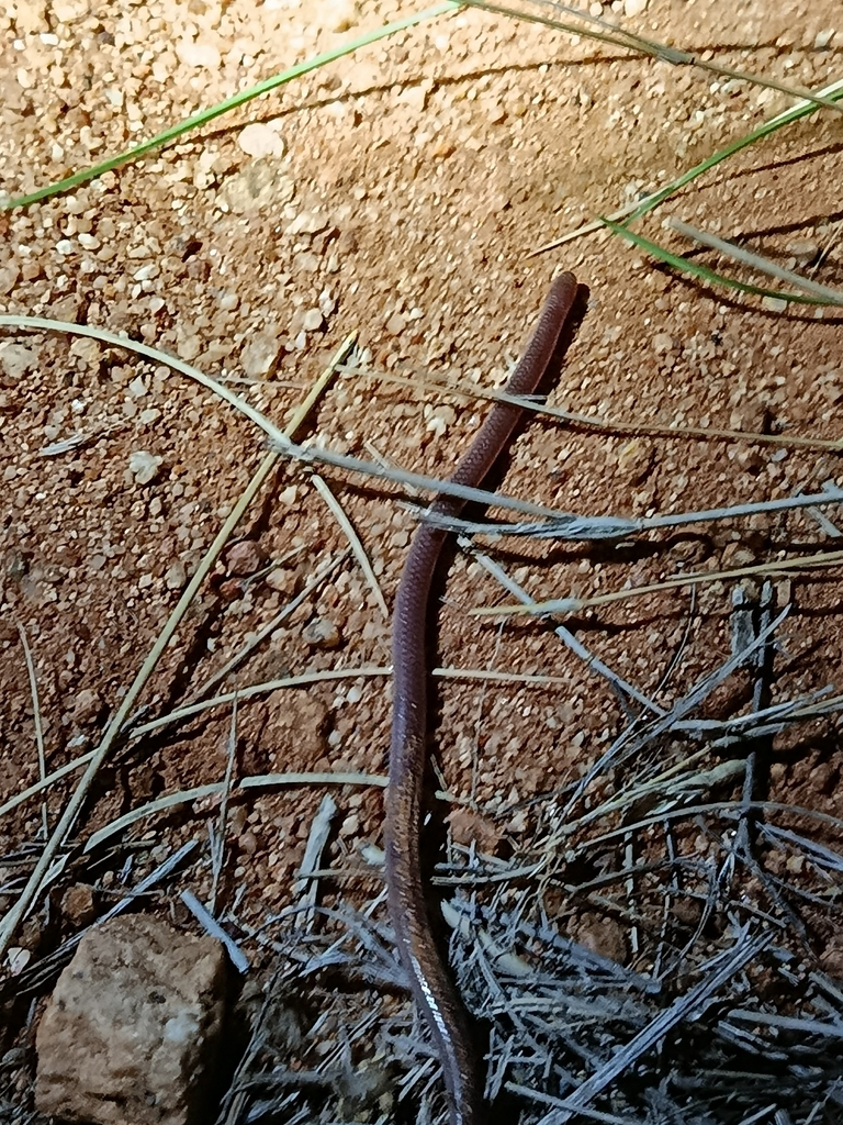Long-tailed Thread Snake from R572 Blouberg, Rural, Alldays, 0909 ...