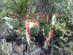 Opuntia stenopetala