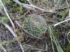Mammillaria chionocephala