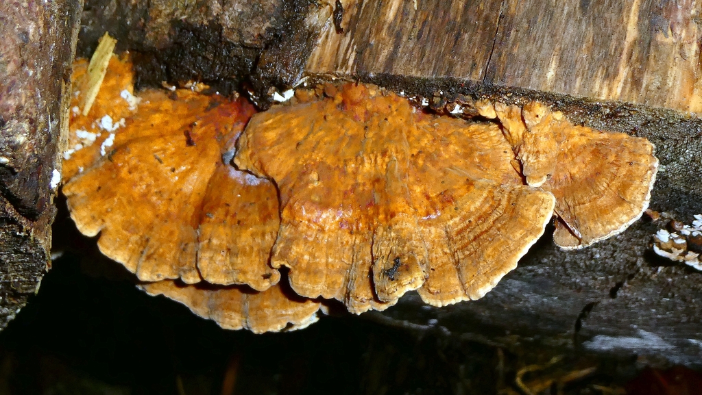 Trametes ochracea · December 2025 · photo: © patricklm35 (iNaturalist, cc0)