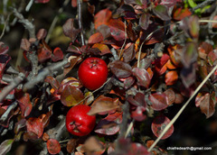 Cotoneaster congestus