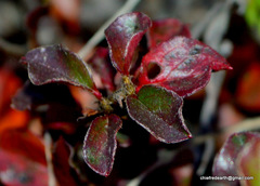 Cotoneaster congestus