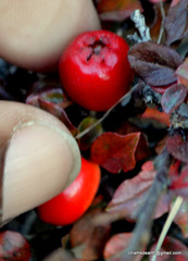 Cotoneaster congestus