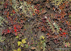 Cotoneaster congestus