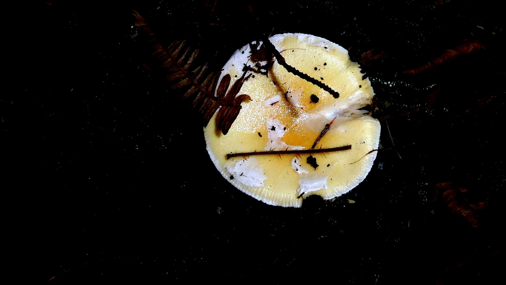 Amanita junquillea · December 2025 · photo: © patricklm35 (iNaturalist, cc0)