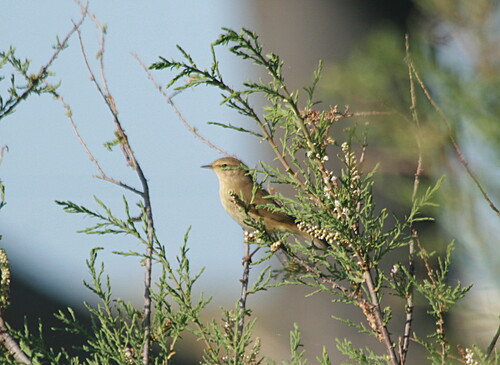Common Chiffchaff