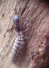 Raphidiidae