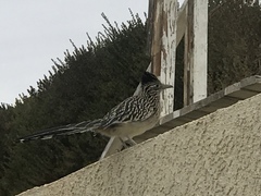 Geococcyx californianus