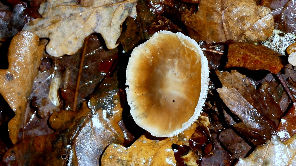 Rhodocollybia asema · December 2025 · photo: © patricklm35 (iNaturalist, cc0)