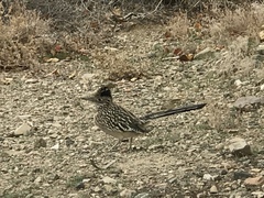 Geococcyx californianus