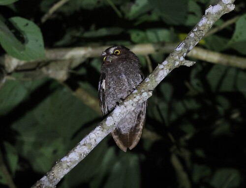 Foothill Screech Owl (Megascops roraimae), photo 6