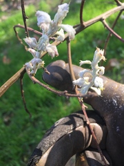 Cystotheca lanestris