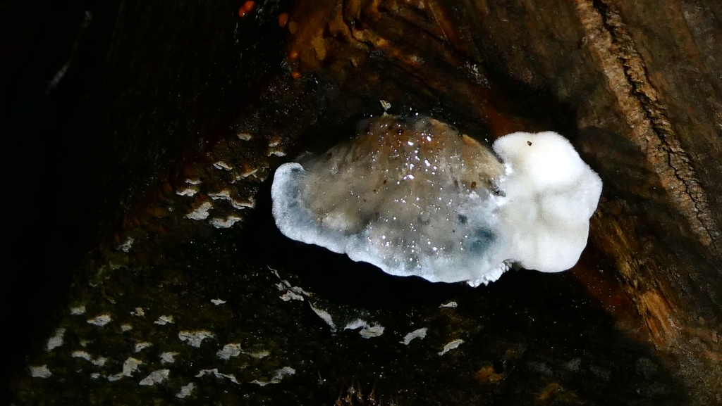 Cyanosporus caesius · December 2025 · photo: © patricklm35 (iNaturalist, cc0)