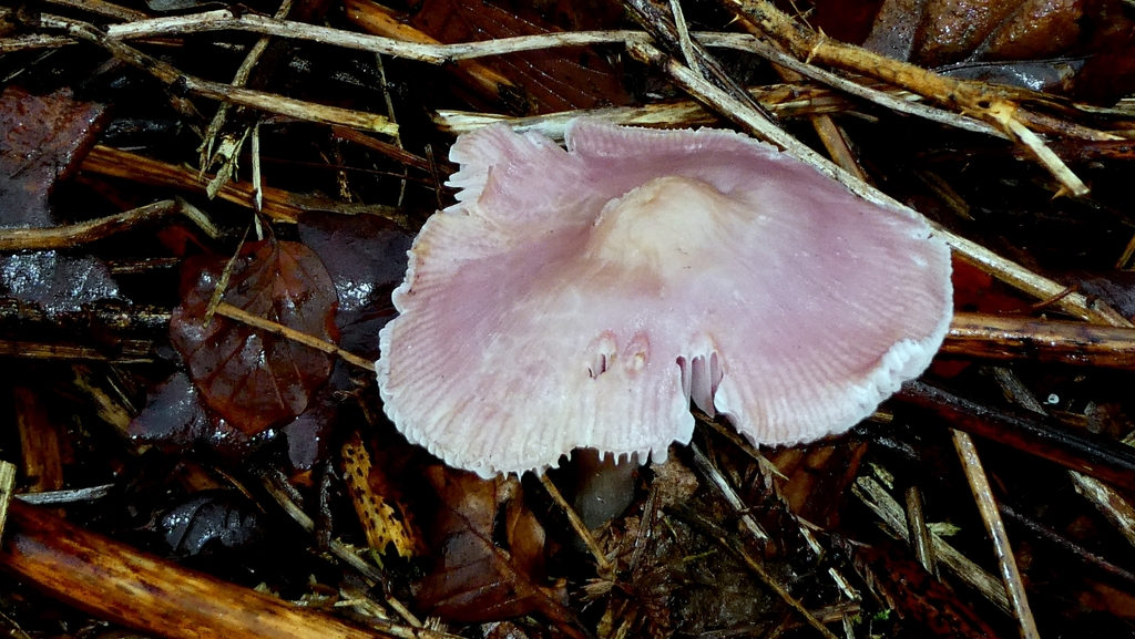 Mycena rosea · December 2025 · photo: © patricklm35 (iNaturalist, cc0)