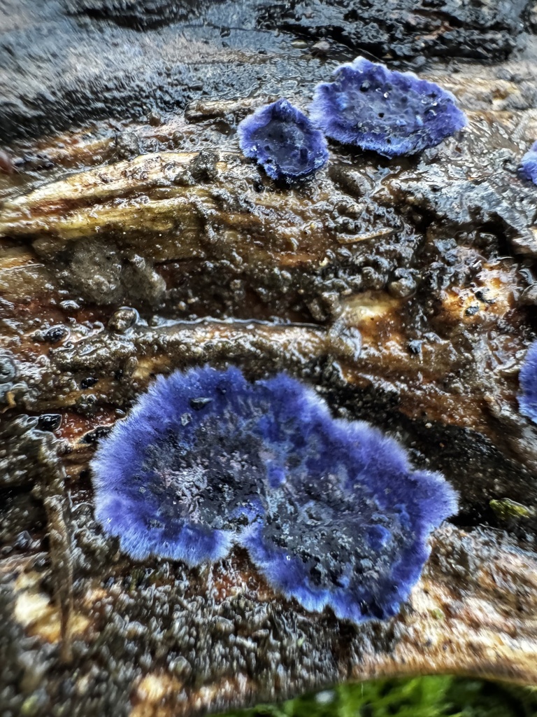 Terana coerulea · December 2025 · photo: © lizfrost47 (iNaturalist, cc-by)