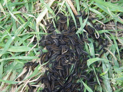 Ocnogyna clathrata
