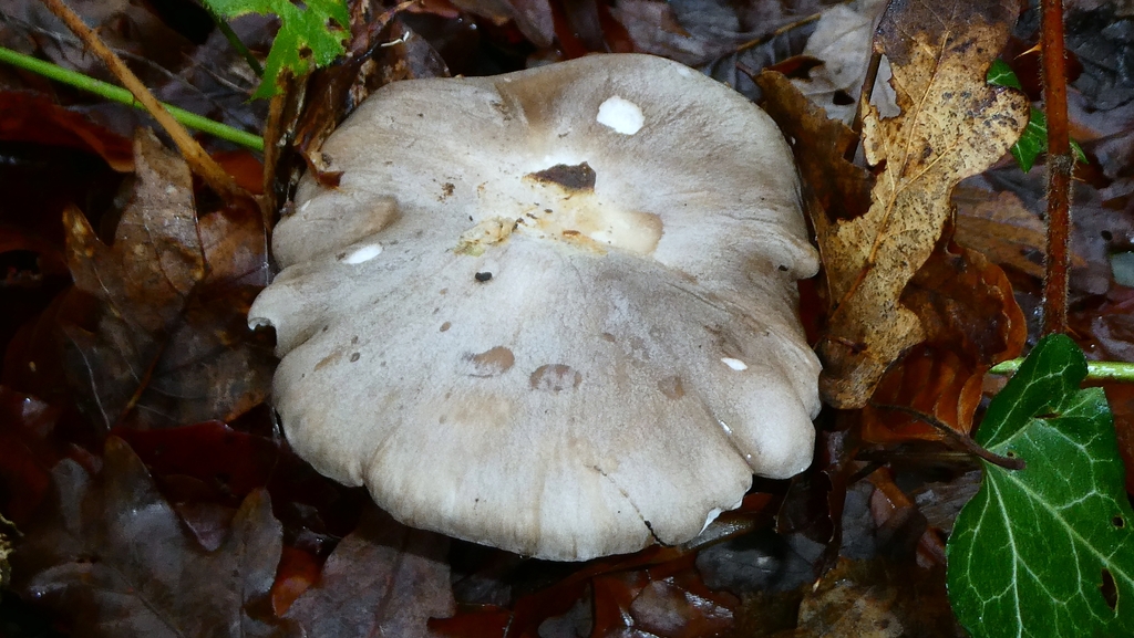 Clitocybe nebularis · December 2025 · photo: © patricklm35 (iNaturalist, cc0)