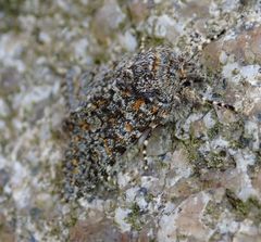 Polymixis flavicincta