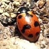 Hippodamia caseyi