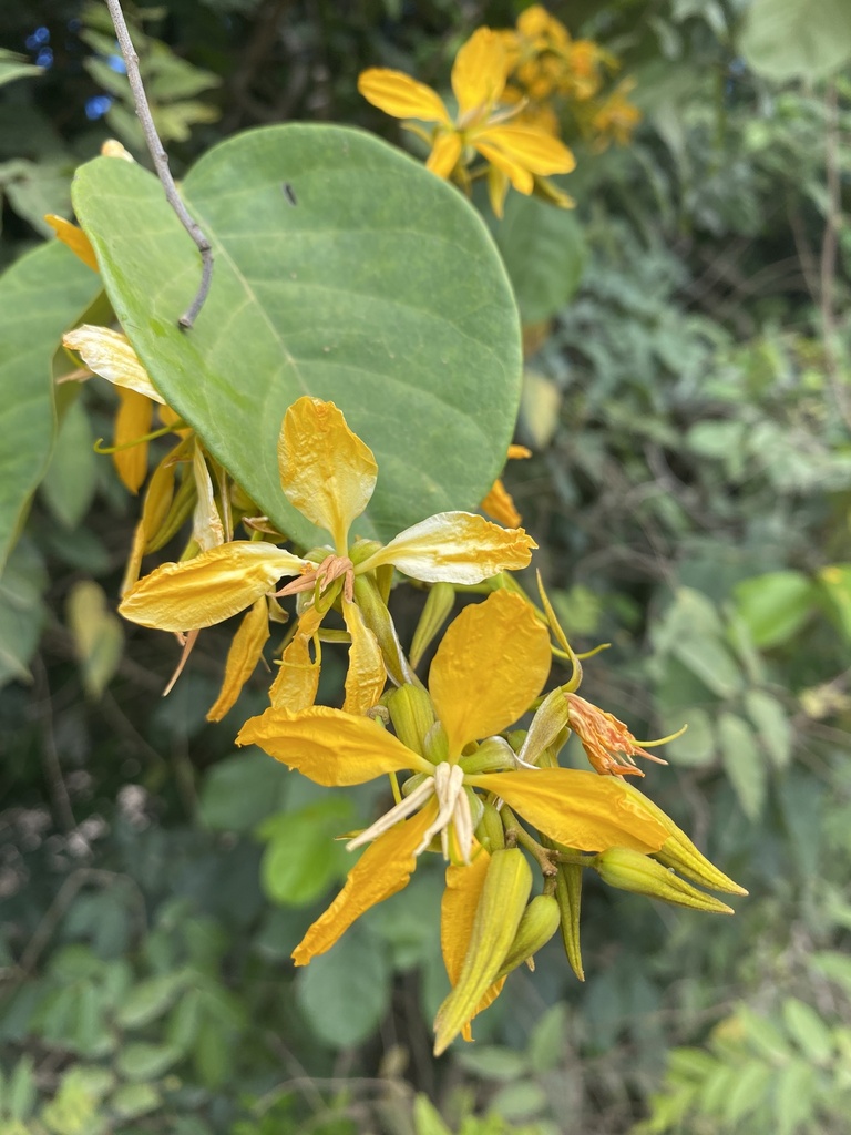 Martiodendron