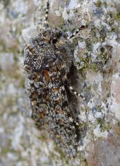 Polymixis flavicincta