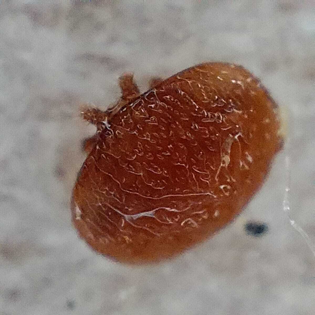 Varroa destructor Anderson & Trueman, 2000