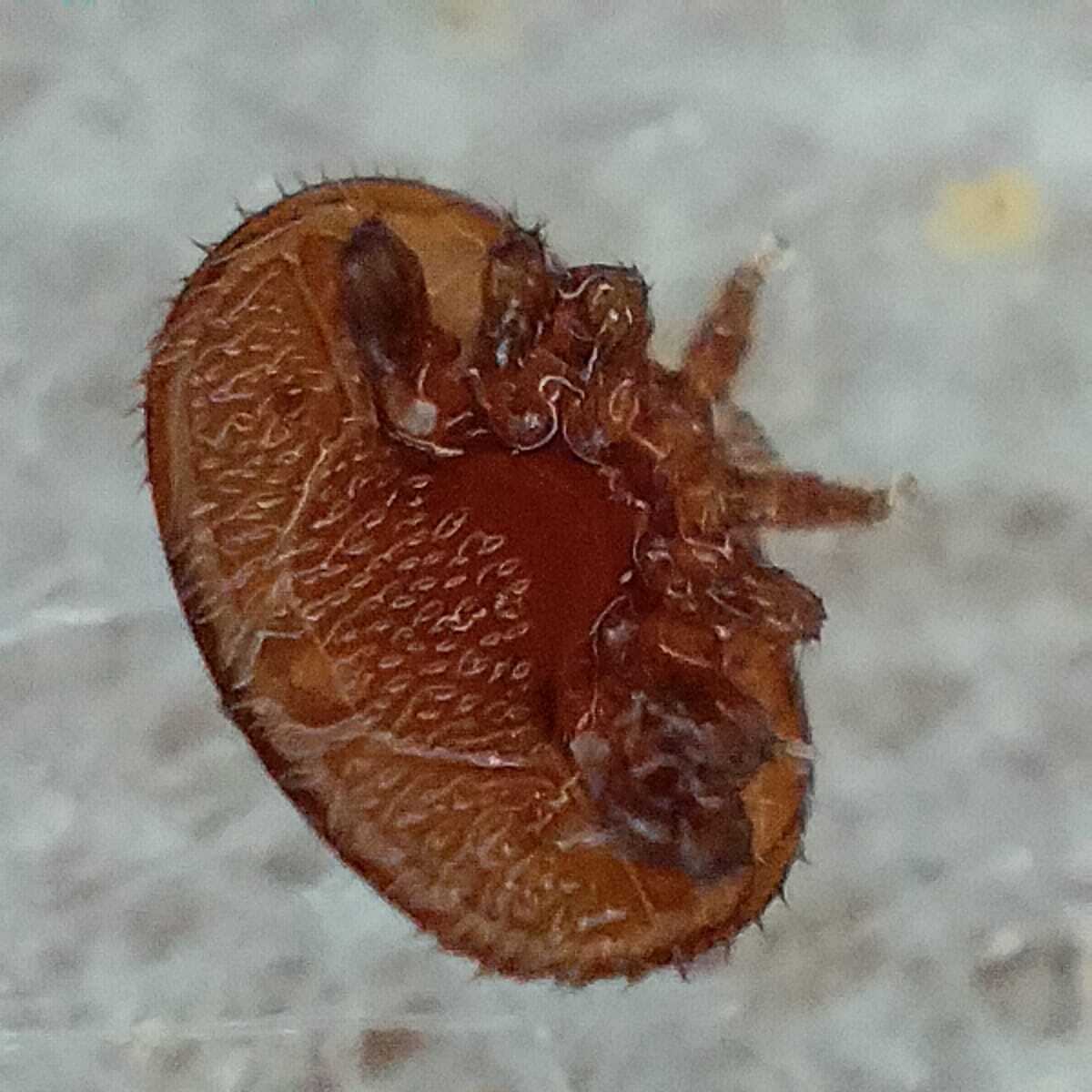 Varroa destructor Anderson & Trueman, 2000