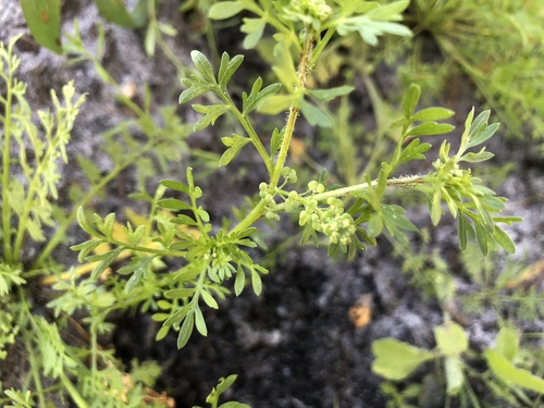 Lepidium didymum image