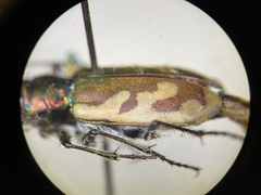 Cicindela lengi versuta