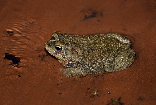 Mauritanian Toad