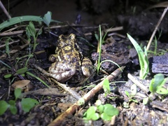 Leptodactylus troglodytes