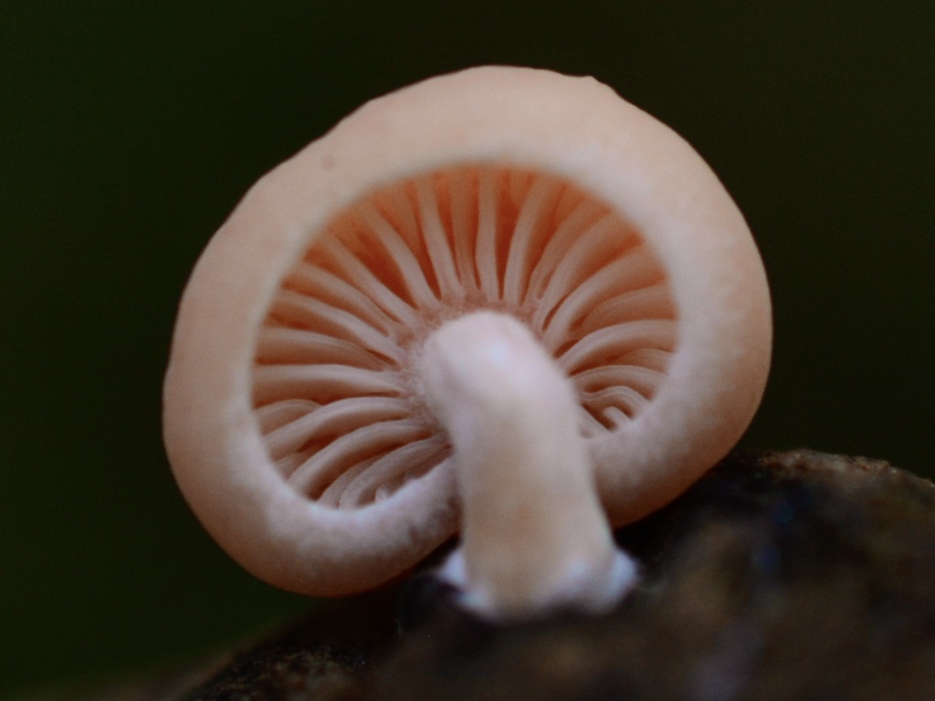 Rhodotus palmatus · December 2025 · photo: © cryptomarasmius (iNaturalist, cc-by)