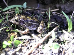 Leptodactylus troglodytes