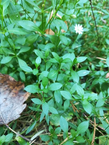 Fleshy Stitchwort (Stellaria crassifolia)