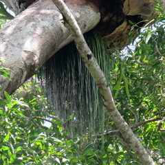 Haplopteris elongata