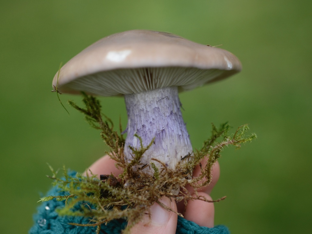 Collybia personata · December 2025 · photo: © cryptomarasmius (iNaturalist, cc-by)