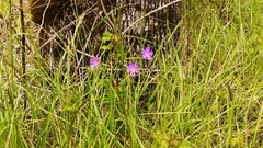 Geranium oreganum