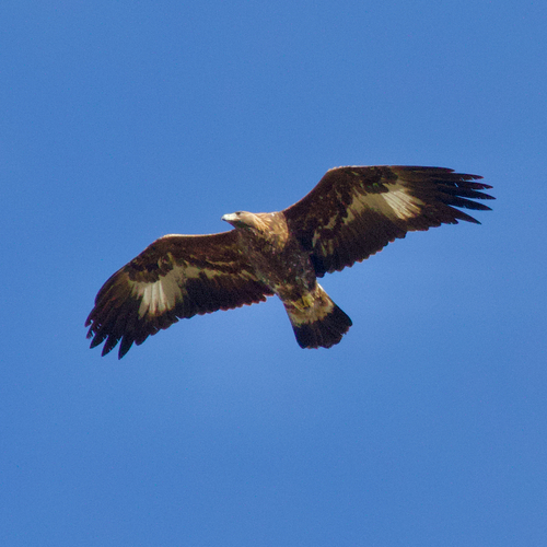 Aigle royal, jeune