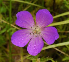 Geranium oreganum