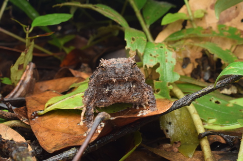 Asterophrys turpicola, 2025-11-09