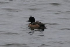 Aythya fuligula