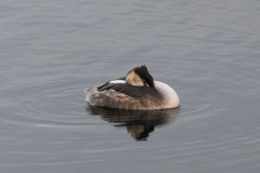 Podiceps cristatus